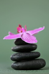 Massage Stone.Beauty and harmony. Black stones and pink orchid flower in water drops on green background.Beautiful Zen Stones. High quality photo