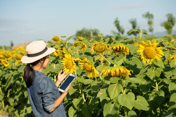 Naklejka na ściany i meble agronomist with a tablet in his hands works in field with sunflowers. make sales online. the girl works in field doing the analysis of growth of plant culture. modern technology. farming concept.