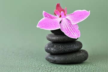 Fototapeta na wymiar Spa Stones and Orchid Flower. Massage Stone.Beauty and harmony. Black stones and pink orchid flower in water drops on green background.Beautiful Zen Stones. High quality photo