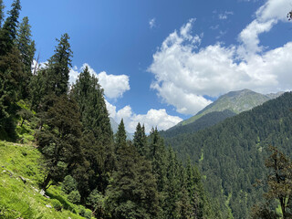 Obraz premium High altitude mountains covered with cedar trees in himachal pradesh, India