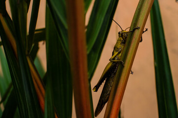 grasshopper on the grass