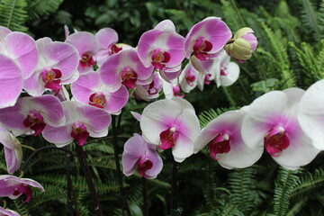 Fototapeta na wymiar Pink Orchids 