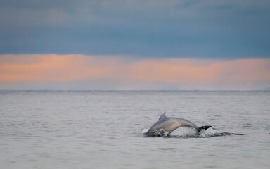 Dolphin swimming in the sunset