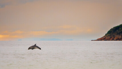 Dolphin swimming in the sunset