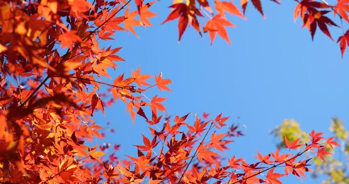 Video of looking up at red autumn leaves, fixed camera shot.