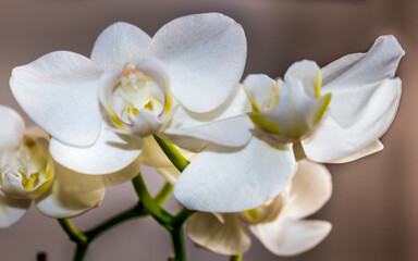 Naklejka na ściany i meble Beautiful Orchid flower blooming