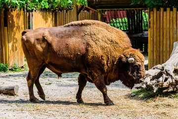 American bison in a corral at farm