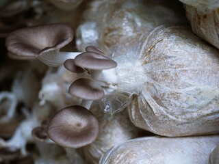 Cultivation of crops in rural fields Mushrooms are blooming and growing through experimental cultivation. biotechnology genetics Eating vegetarian is healthy.