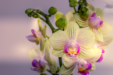 Beautiful Orchid flower blooming