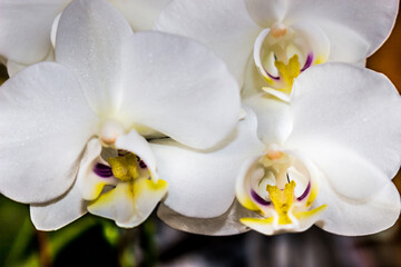 Beautiful Orchid flower blooming