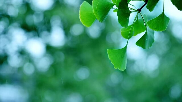 Close-up of green ginkgo leaves enjoying the nourishment of rain
