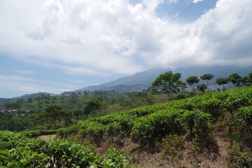 Fototapeta na wymiar インドネシア　ジャワ島の茶畑
