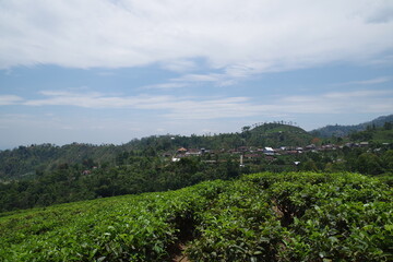 インドネシア　ジャワ島の茶畑