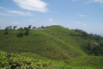 Fototapeta na wymiar インドネシア　ジャワ島の茶畑