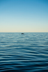 Fototapeta na wymiar Humpback whale watching sunset tour, Exmouth - Western Australia