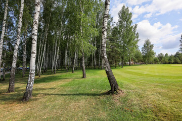 Obraz premium Birch grove with green grass on a background of a sky with clouds. High quality photo