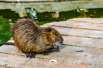 Nutria on the wooden flooring on summer