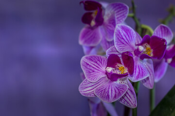 Fototapeta na wymiar Beautiful Orchid flower blooming