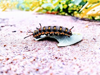 caterpillar on a leaf