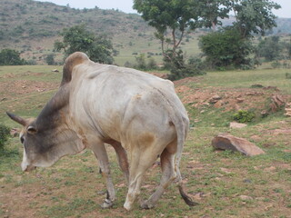 helpless bull in mountains