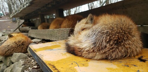 寝る狐