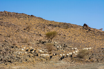 Fototapeta na wymiar goats