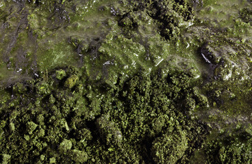 Closeup photo texture of dirt and mud, green fertilizer substance.
