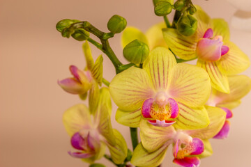 Fototapeta na wymiar Beautiful Orchid flower blooming