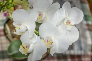 Beautiful Orchid flower blooming