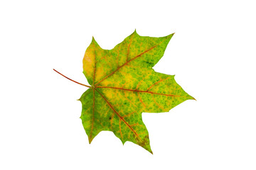 One yellow maple leaf isolated on a white background