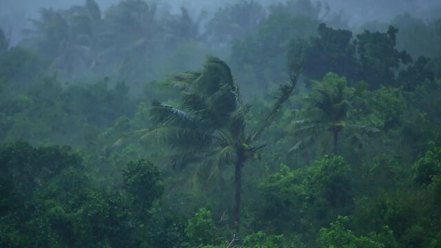 The trees swaying in the wind and rain. Close-up 