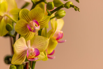 Beautiful Orchid flower blooming