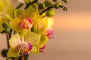 Fototapeta premium Beautiful Orchid flower blooming