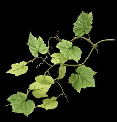 Fototapeta na wymiar Green leaves and brace of passion fruit on black background