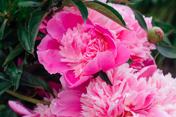 Bright pink peony with rain drops on the petals.