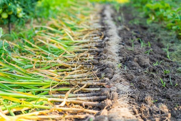 The harvest of young homemade garlic lies in the garden