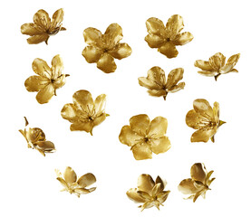 Gold yellow apricot isolated on gray background