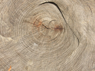 Fototapeta premium 切り株の年輪のアップ