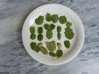 Schlumbergera Christmas cactus cuttings closeup view