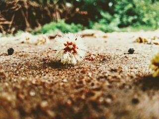 Flowers on a ground