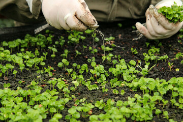 Vivero que abastece de plantas nativas para la reforestaci&oacute;n en Chile