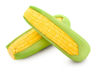 fresh raw corn cob isolated on white background