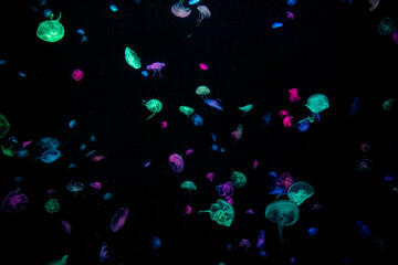 Colorful jellyfish against a black background
