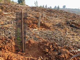 Restauración con Especies Nativas luego de incendios forestales de 2017. Predio La Estrella, Cauquenes, Región del Maule, Chile.