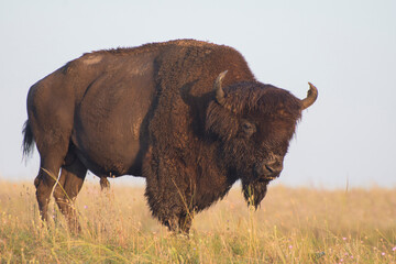 American bison on a prairie pasture. One male bison, bull. - obrazy, fototapety, plakaty