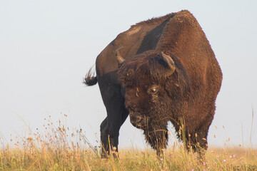 American Bison Grazing on the Prairie in Yellowstone Nationale Park in Wyoming. © imartsenyuk