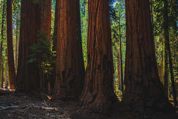 The forest of giants in Sequoia Nationa Park