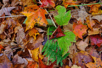 Colorful green ferns stick out from the red and yellow autumn leaves laying on the ground in a New England forest