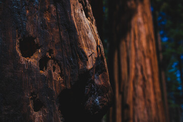The forest of giants in Sequoia Nationa Park