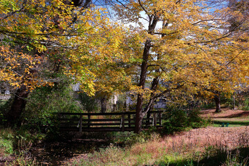 Autumn fall colors along a small path in he New Jersey mountains